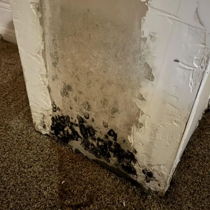 Professional Mold Removal in Wheaton, IL